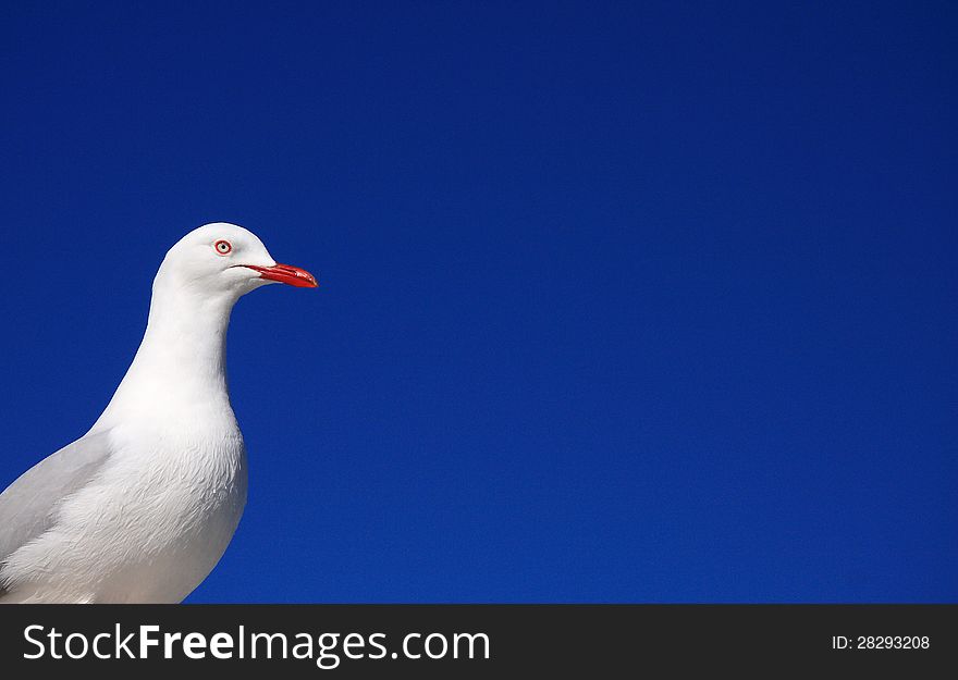 Seagull on  blue sky.