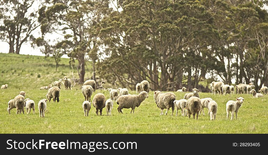 Sheep in field at Tasmania. Sheep in field at Tasmania.