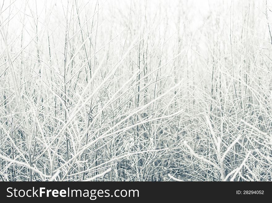 Frozen Bushes