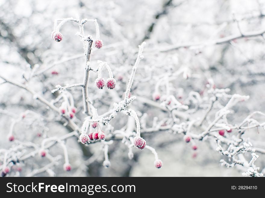 Winter morning shot about a rosehips bush in a frozen forest. Winter morning shot about a rosehips bush in a frozen forest