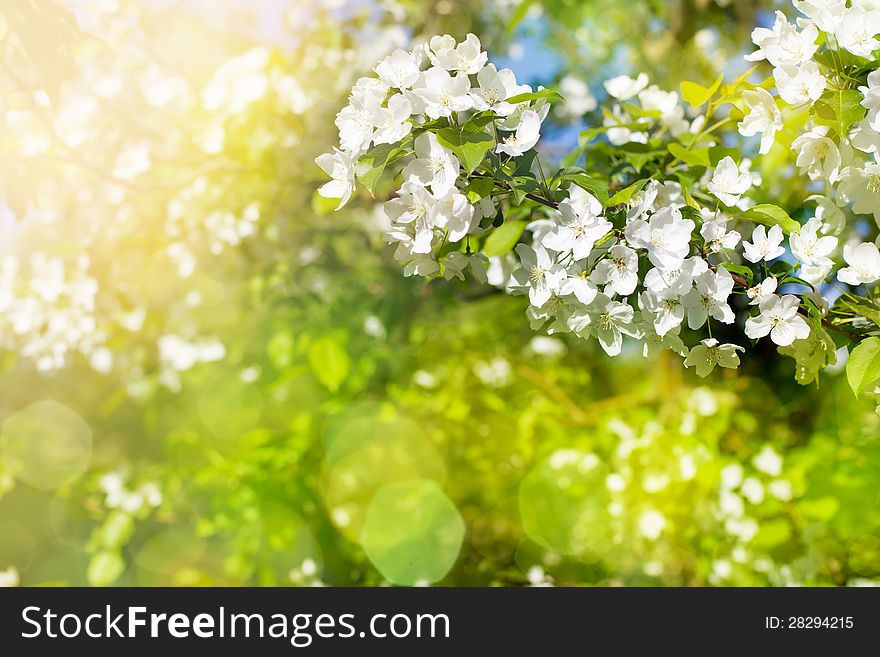 Flowers of apple tree in spring sunny day. Flowers of apple tree in spring sunny day