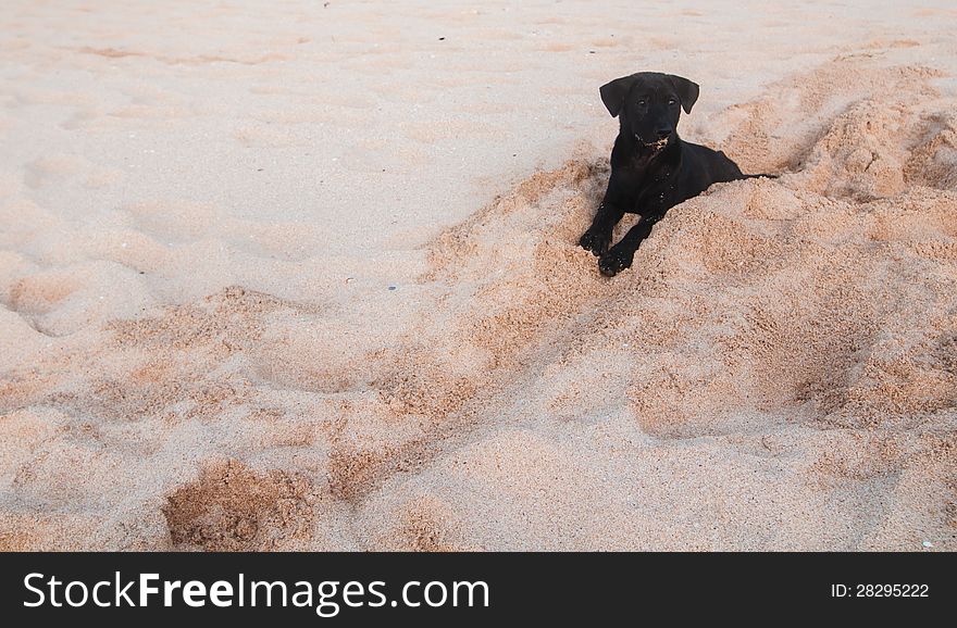 Small black puppy digging holes on a beach. Small black puppy digging holes on a beach