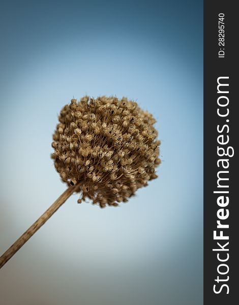 Dry onion flower against blue sky. Shallow depth of field.