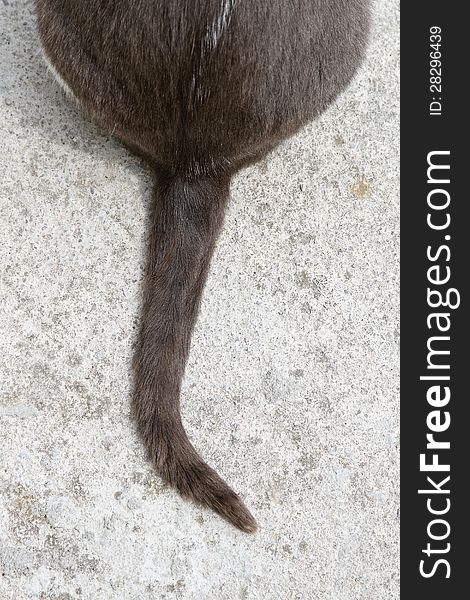 Close up shot of domestic cat tail