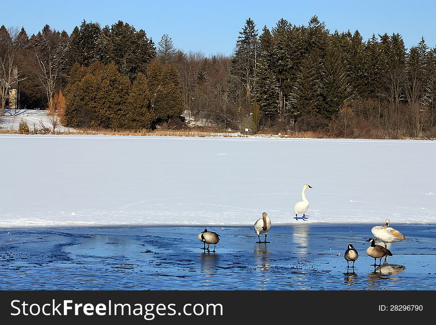 Birds at Winter lake