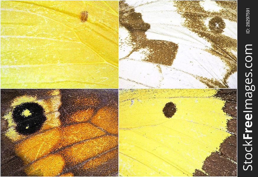 Butterfly wing texture