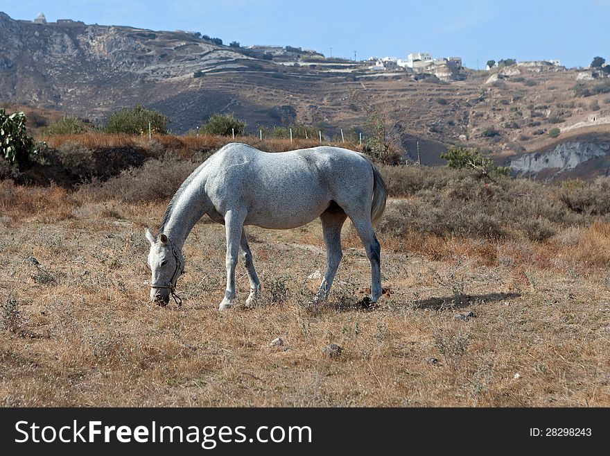 Grey horse grazes on the pasture ische near mountains. Grey horse grazes on the pasture ische near mountains