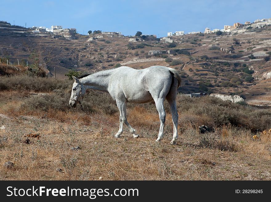 Grey horse grazes on the pasture ische near mountains. Grey horse grazes on the pasture ische near mountains