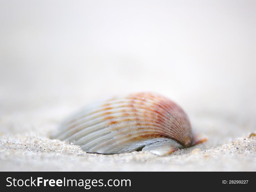Sea shell bokeh in sandy beach