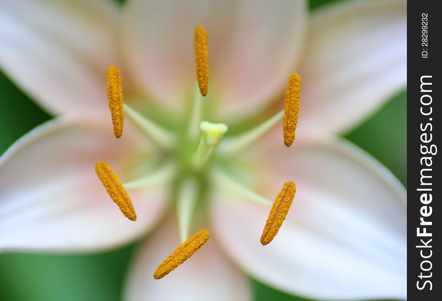 Symmetrical beautiful white lily flower closeup. Symmetrical beautiful white lily flower closeup