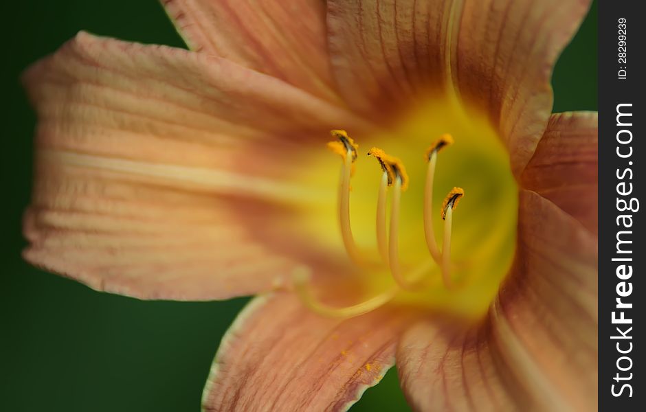 Orange lily blossom in summer closeup