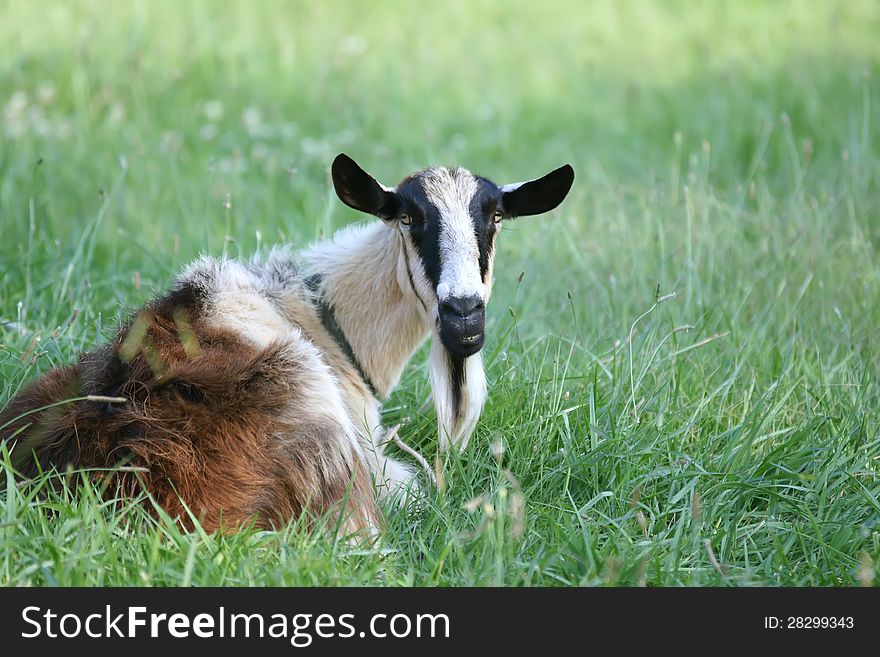 Goat relaxing on pasture and eating grass