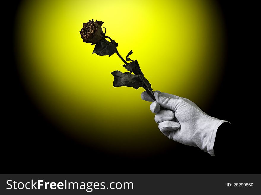 A photo I created as a gift to celebrate the name day. Roses I found in the House, glove use by large format photographs, use photo I made while holding roses on a background of yellow walls. A photo I created as a gift to celebrate the name day. Roses I found in the House, glove use by large format photographs, use photo I made while holding roses on a background of yellow walls.