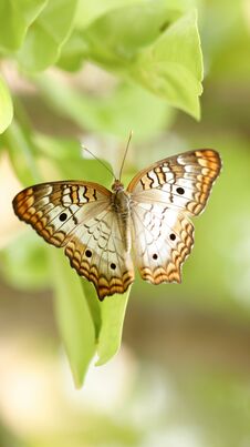 White Peacock Butterfly  On Green Leaves Royalty Free Stock Photography