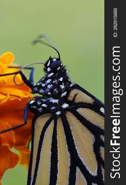 Close up look of monarch butterfly on the orange flower in the garden.