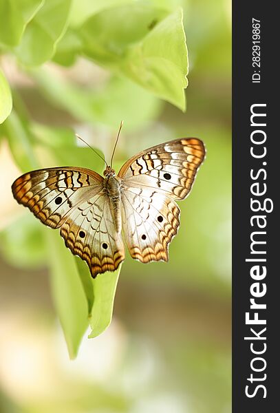 White Peacock Butterfly  On Green Leaves