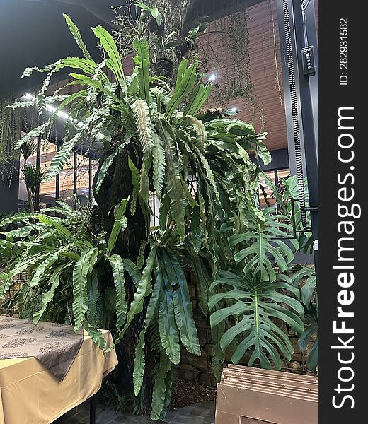 The beautiful and stunning mature plant, estimated to be over 20 years old, is displayed in a large stone pot placed outside a restaurant in Bintaro, Indonesia. The beautiful and stunning mature plant, estimated to be over 20 years old, is displayed in a large stone pot placed outside a restaurant in Bintaro, Indonesia.