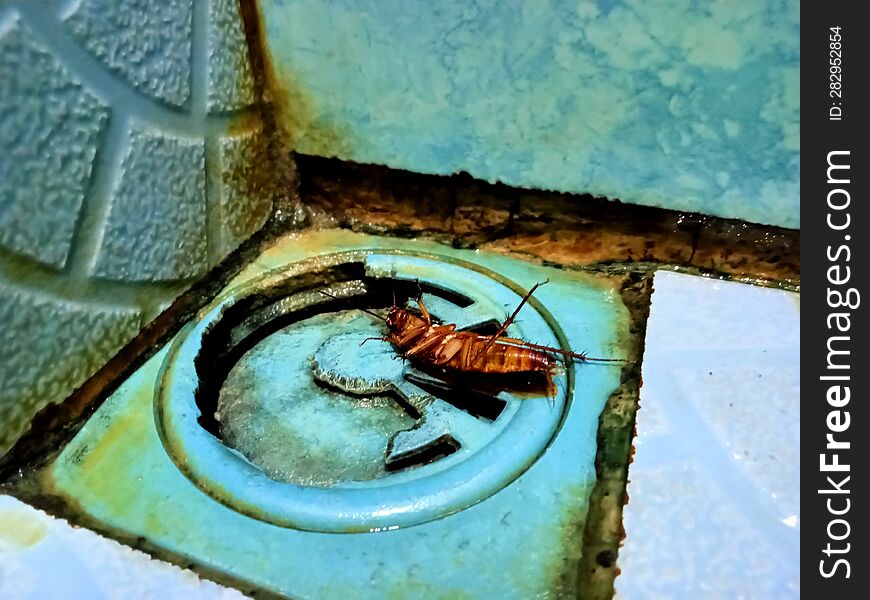 A Dead Cockroach & X28 Gromphadorhina Portentosa& X29  Over The Drain In The Toilet