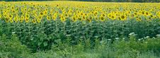 Sunflowers Royalty Free Stock Image Sunflowers Royalty Free Stock Image