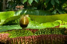 Victoria Regia Royalty Free Stock Photos Victoria Regia Royalty Free Stock Photos