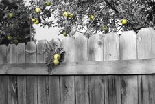 Green Apples Stock Photos Green Apples Stock Photos