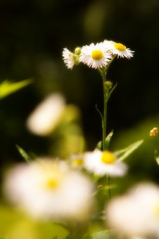 Daisies Royalty Free Stock Image
