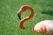 Flamingo Royalty Free Stock Photos