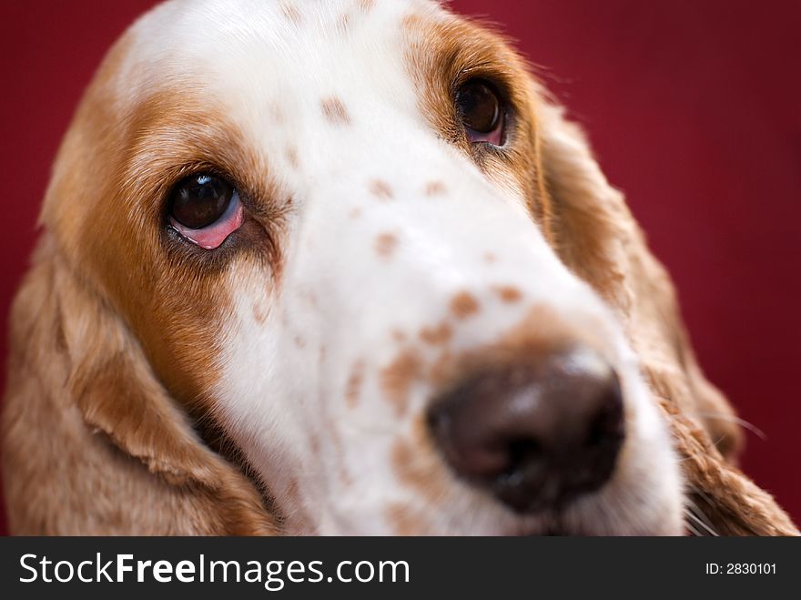 Close up of Cocker Spaniel's head. Selective focus on the bloodshot eye. Close up of Cocker Spaniel's head. Selective focus on the bloodshot eye.