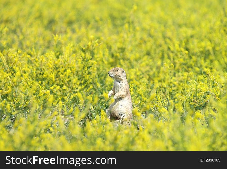 A young prairie dog appears to be taking a nap while sitting up. A young prairie dog appears to be taking a nap while sitting up.