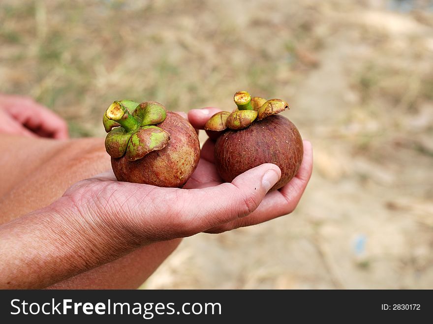 Man holding two mangos tin