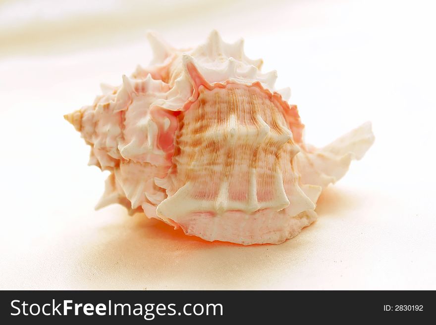 Beautiful pink and white conch shell against a white satin background. Beautiful pink and white conch shell against a white satin background