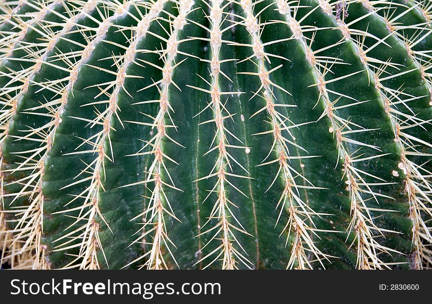 Fragment of Golden Barrel cactus. Fragment of Golden Barrel cactus