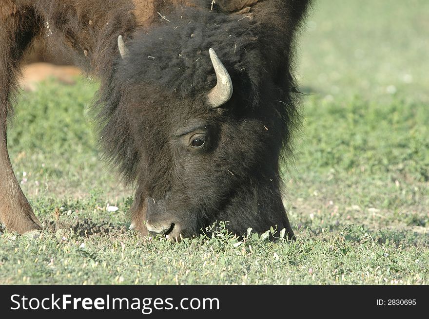 A wild bison is grazing on a short grass. A wild bison is grazing on a short grass.