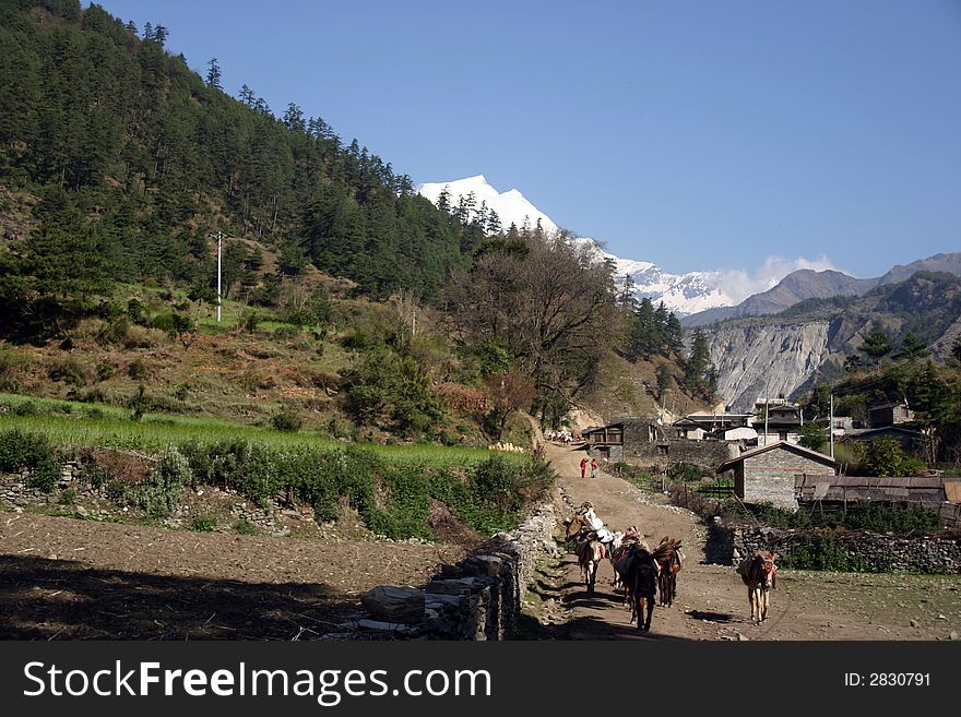 Himalaya Trekking in the Annapurna Region