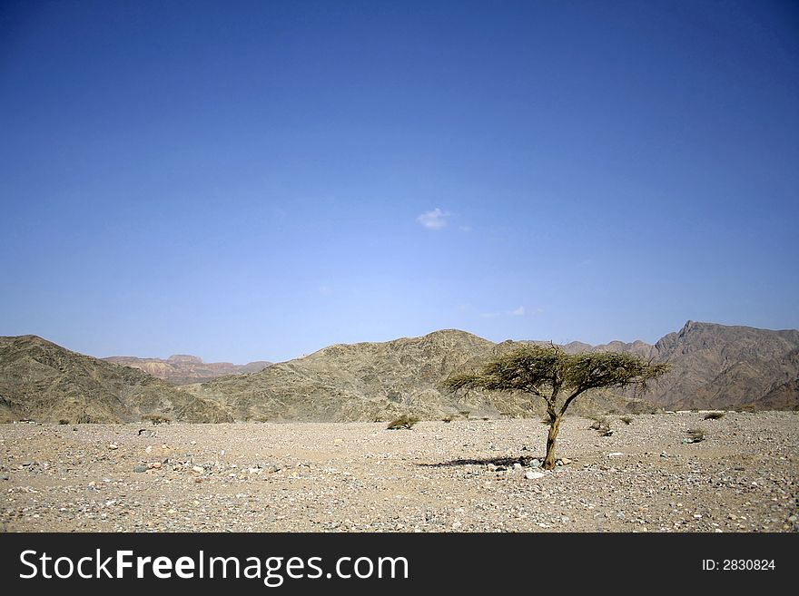 Dry desert in red sea region, sinai, egypt