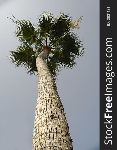 Palm and a clear sky.