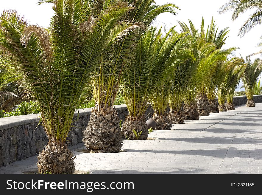 One line of palms trees