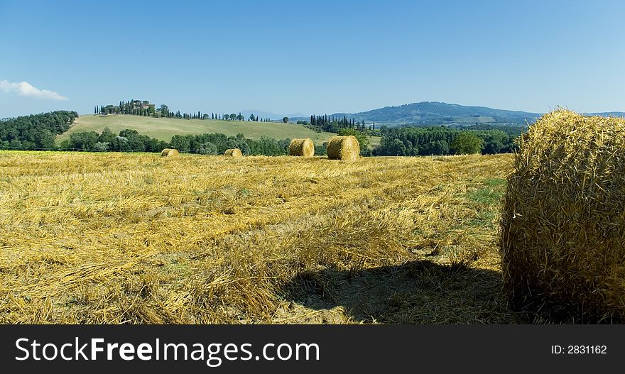 Golden hayfield in a bright blue sky in chianti, tuscany. Golden hayfield in a bright blue sky in chianti, tuscany