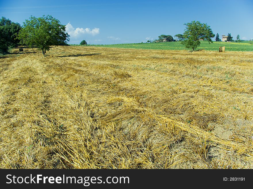 Golden hayfield in a bright blue sky in chianti, tuscany. Golden hayfield in a bright blue sky in chianti, tuscany