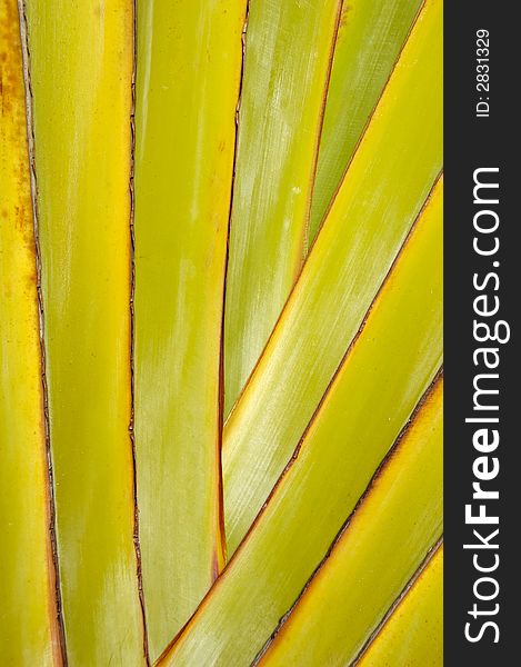 Close up of palm leaf, taken from an untraditionel angel.