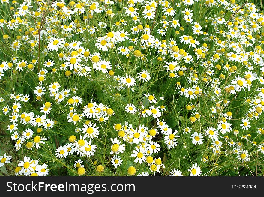 White chamomiles in full bloom