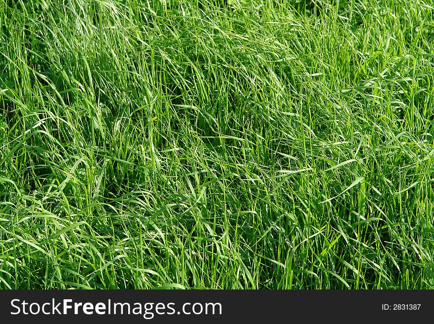 A background of long blades of fresh green grass in soft morning light