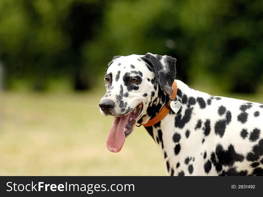 Head of dalmatian on a green background