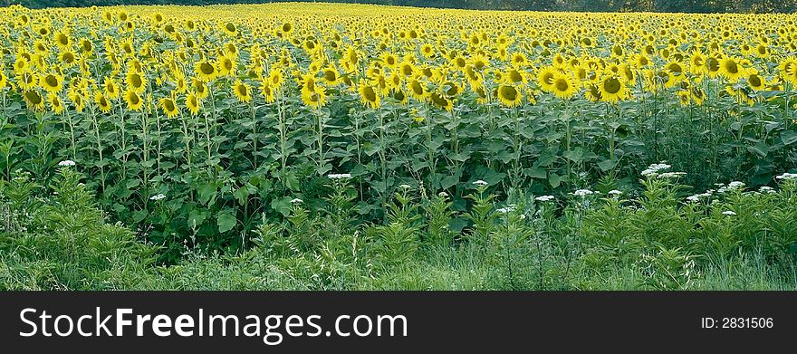Some Sunflowers in Chianti, Tuscany