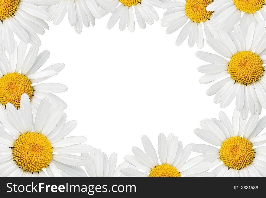 Frame made from camomiles over white background. Frame made from camomiles over white background