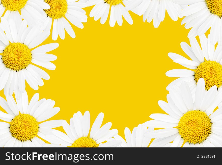 Frame made from camomiles over yellow background. Frame made from camomiles over yellow background