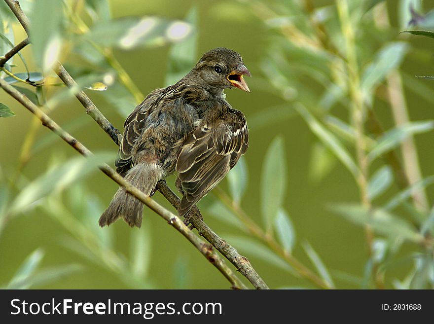 Sparrow with open beak on a branch.