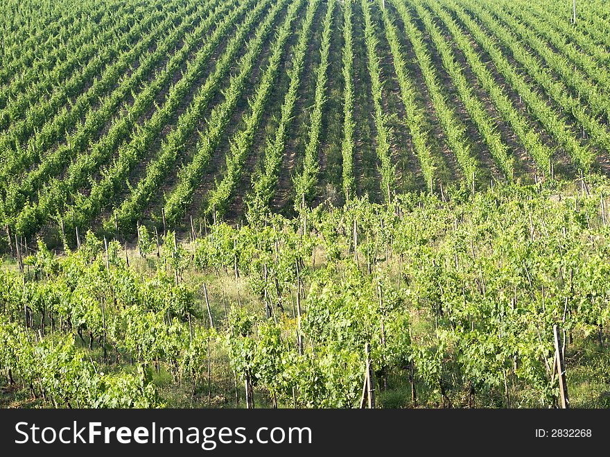 Vineyard inChianti at sunrise. In the background the ray of lights spread all over. Vineyard inChianti at sunrise. In the background the ray of lights spread all over.