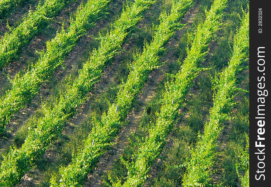 Vineyard, Chianti