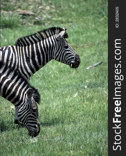 Two heads are better than one. Two matching Zebra,grazing.